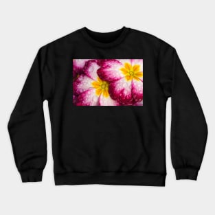 Close-up of Primula flowers covered in droplets Crewneck Sweatshirt